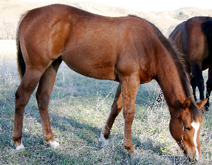 2008 Sorrel Filly by Frenchmans Guy